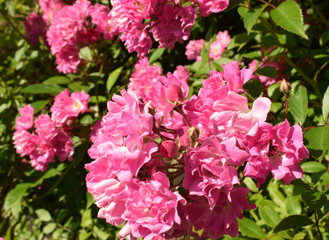 Bush of red pink with a nature background, summer