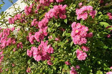 Bush of red pink with a nature background, summer