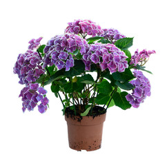 violet hortenzia flower
