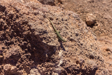 Views of Ponta do Saint Lorenzo in Madeira (Portugal)