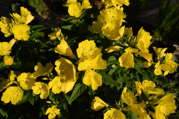 Yellow Oenothera in a park, summer evening in the country