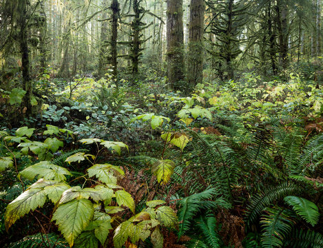 Beaver Lodge Lands