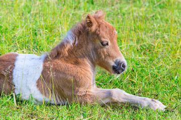 Naklejka na ściany i meble Portrait of lying young pony foal in meadow