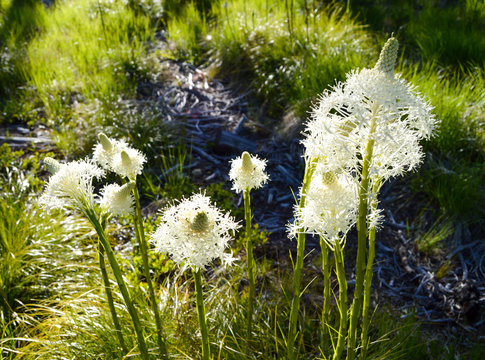 Beargrass