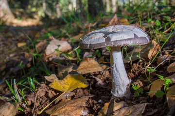 mushroom in the forest on bed of leaves