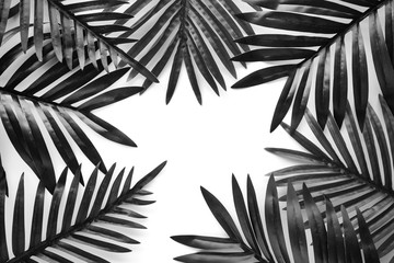 Tropical leaves foliage plant close up with white copy space background.Nature and summer concepts...