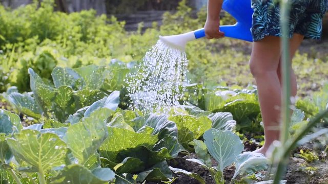 Barefooted child is helping to grow vegetables on the farm. Kid is watering cabbage from watering can in slow motion, legs and hands closeup.