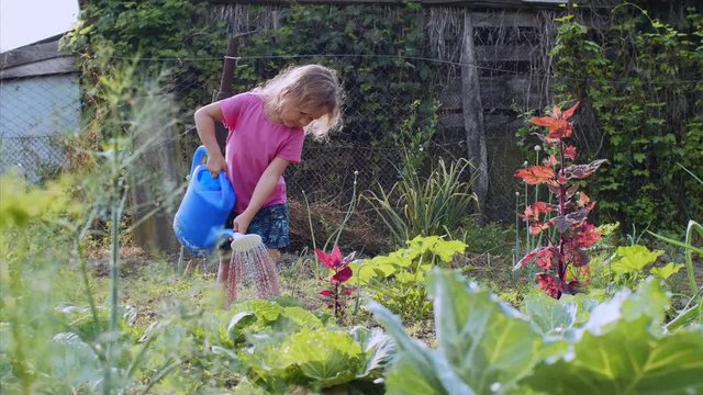 Little girl is helping her parents to grow vegetables on the farm. She is watering cabbage from watering can in vegetable garden.