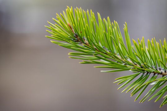 green pine branch of a christmas tree