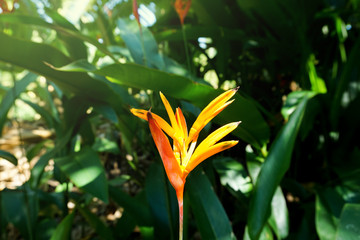 Obraz premium Heliconia Golden Torch with green leaves background