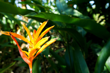 Obraz premium Heliconia Golden Torch or False Bird of Paradise Flower with green leaves background
