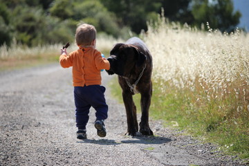 bébé et son chien cane corso