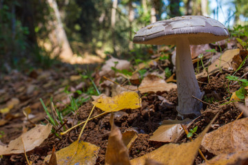 mushroom in the forest on bed of leaves