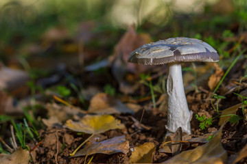 mushroom in the forest on bed of leaves