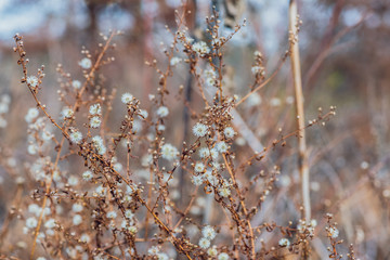 Dried new england aster flowers in a savanna prairie field in winter