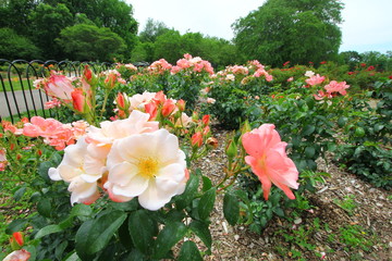 Park of Roses, Columbus, Ohio