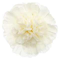 Fototapeta na wymiar White flower of mallow, isolated on white background