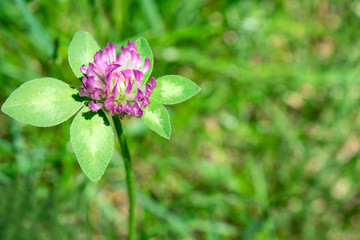 Clover flower on green grass background. Suitable for a postcard, banner, title page, poster
