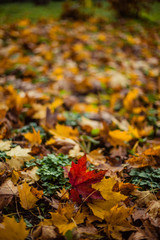 Couple walks in the autumn forest
