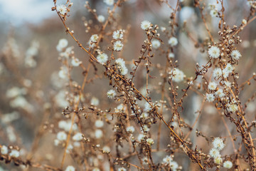 Dried new england aster flowers in a savanna prairie field in winter