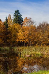 Couple walks in the autumn forest