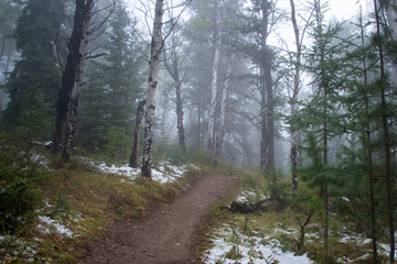 Obraz premium Misty woods near lake Patricia in Jasper National Park, Canadian Rockies