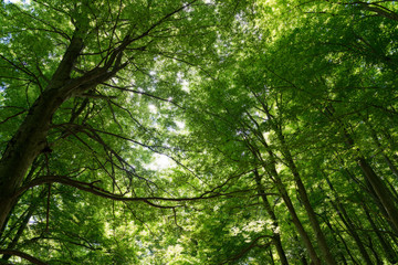 Natural Forest of Beech