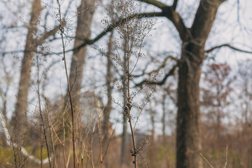 bare trees in the forest