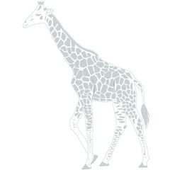 Giraffe-african