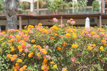 Fototapeta na wymiar Bright flowers on bush in sunlight