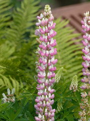 Fototapeta premium Lupinus ×russellii - Le lupin de Russell à floraison multicolore