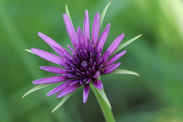 Tragopogon porrifolius, purple flower  head on green background