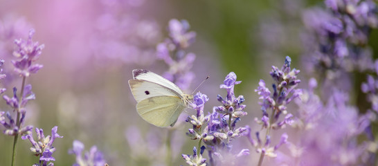 Lavender flowers in field. Pollination with butterfly and lavender with sunshine, sunny lavender....