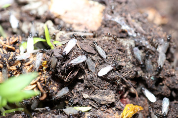 Photographed ants with high resolution in their natural environment