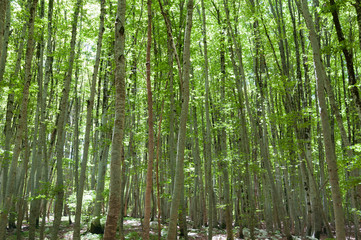 A grove of beech trees