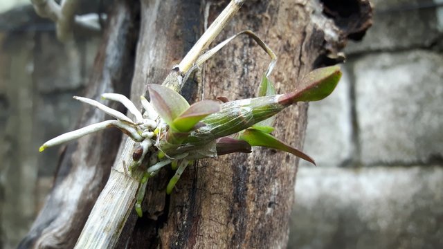 Orqu&iacute;dea