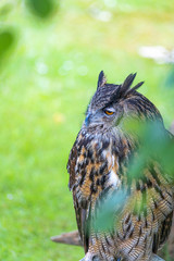 Portrait of a royal owl. Close up.