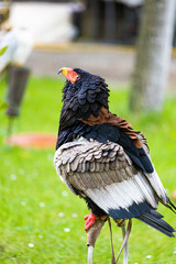 Portrait of a Volatinera eagle in his innkeeper