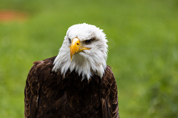 Portrait of a incredible fishery eagle in a sunny day