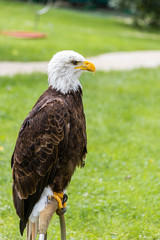 Portrait of a incredible fishery eagle in a sunny day