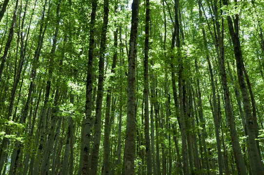 A grove of beech trees © pokku