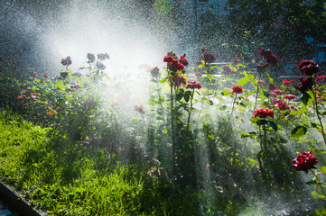 Watering lawn and rose flowers in the morning in park