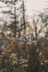 dried flowers in a field in winter