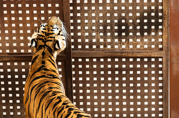 Captive and sad tiger on a rusty cage
