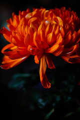 bright orange chrysanthemum on a dark background, close-up