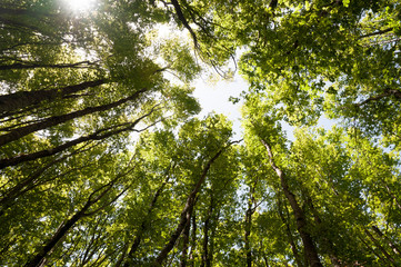 A grove of beech trees