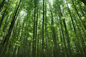 Fototapeta na wymiar A grove of beech trees