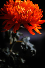 large bright orange chrysanthemum on a dark background, close-up