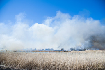Fototapeta na wymiar Fire, strong smoke. Burning reed in the swamp. Natural disaster