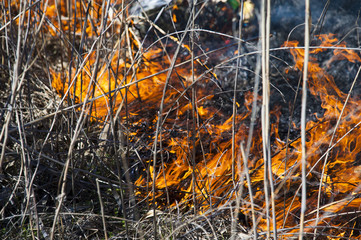 Fire, strong smoke. Burning reed in the swamp. Natural disaster
